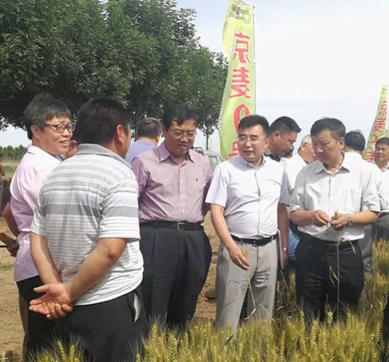 杂交小麦示范观摩现场，右二为中种杂交小麦种业（北京）有限公司总经理陈兆波。